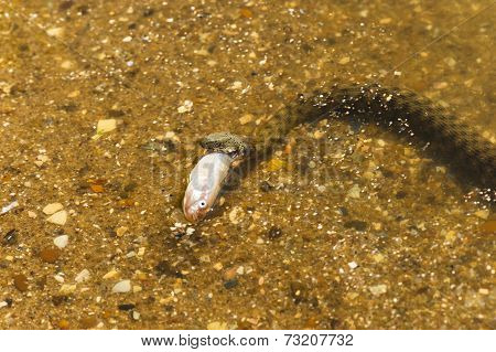 Water Snake