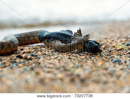 Water Snake