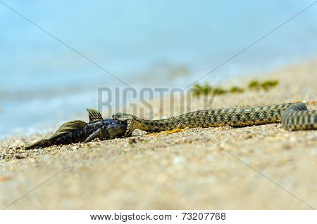 Water Snake