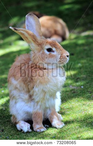 Close Up Of A Rabbit