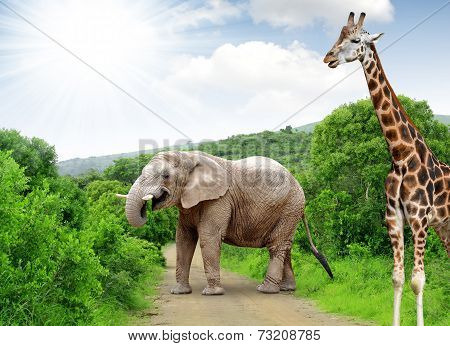 Giraffe and elephant