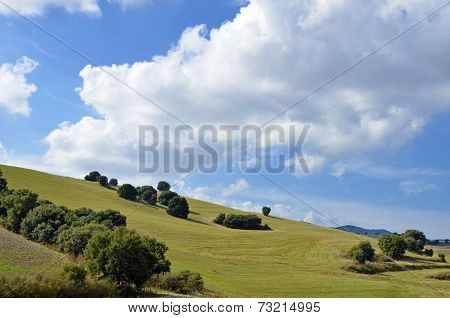 View of a field in autumn with oaks