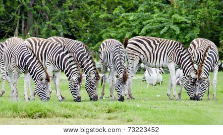 Group Of Zebras