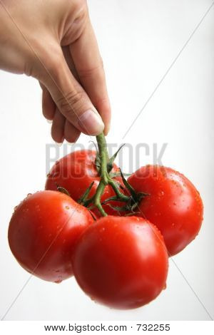 A Hand Holding Tomatoes