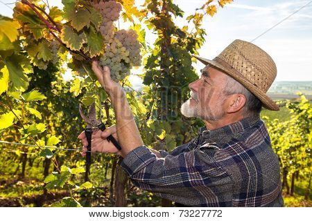 Man Working In A Vineyard