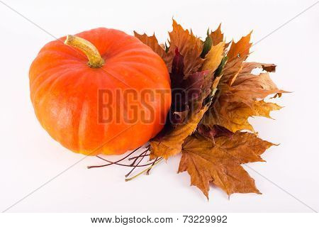 Pumpkin