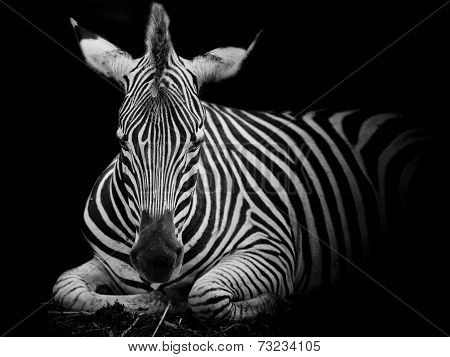 A Headshot Of A Burchell's Zebrao