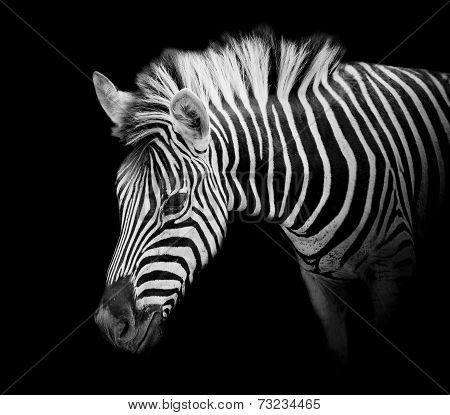 A Headshot Of A Burchell's Zebra