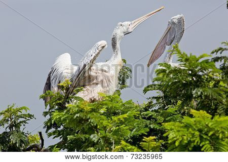 Closeup Spotted-billed Pelecan Bird
