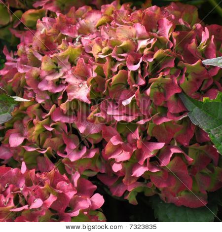 Ortensia Hortensia Ajisai