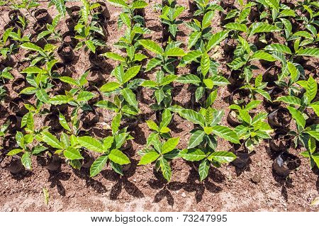 Organic Coffee Trees For Sale, Ecuador