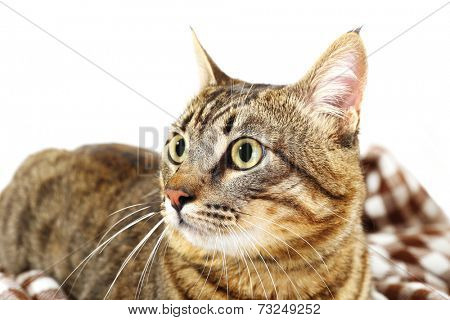 Grey cat on blanket isolated on white