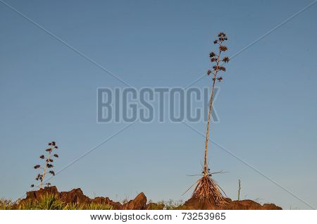Green Agave Flowers