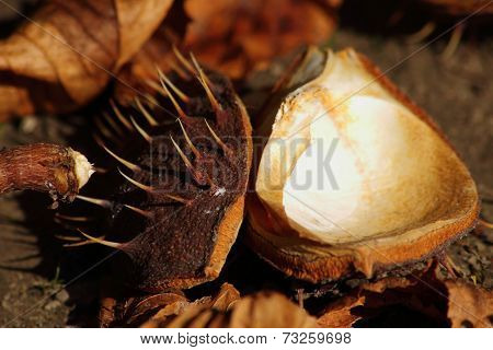 Chestnut shells