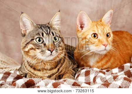 Two cats on blanket on brown wall background