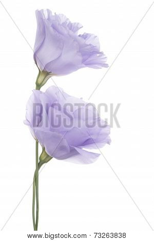 Eustoma