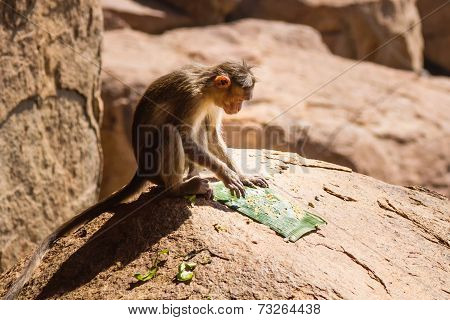 Monkey In The Mountain