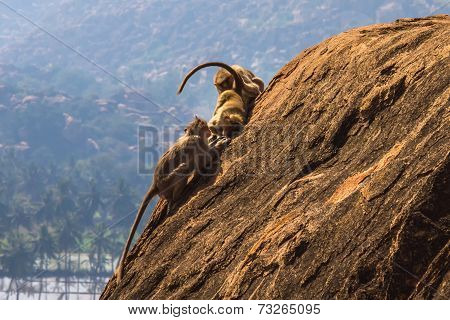 Monkey Family In The Mountain