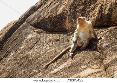 Monkey In The Mountain