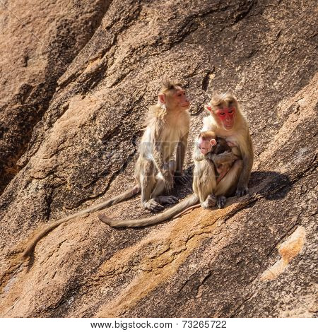 Monkey Family In The Mountain