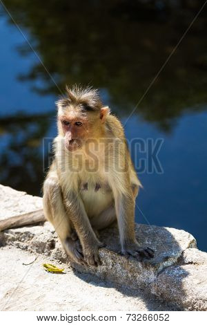 Monkey