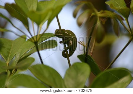 chamelion 002
