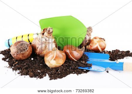 Flower bulbs with soil and spades isolated on white