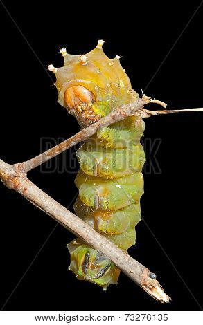 Yellow Haired Caterpillar
