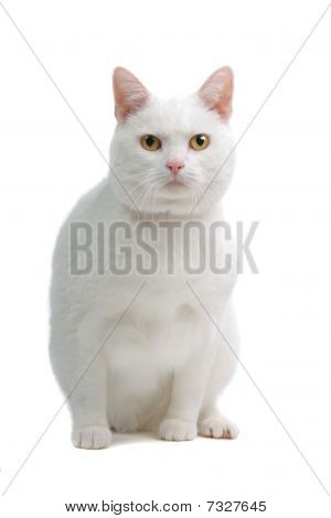 vit Engelsk Stenografien katt