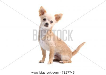 สุนัข chihuahua haired สั้น