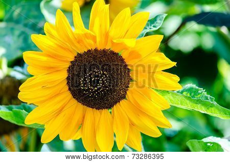 sunflower