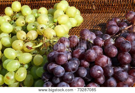 Large Clusters Of Mature Grapes After The Harvest