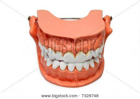 แบบจำลองฟัน