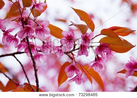 Pink sakura with bokeh