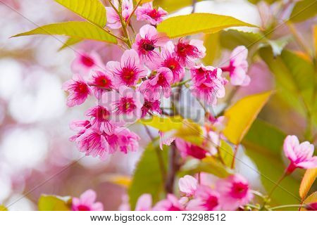 Pink sakura with bokeh