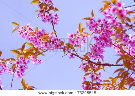 Pink sakura with bokeh