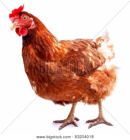 bird chicken farm home for meat isolated on white background