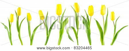 Banner Of Yellow Tulips On White