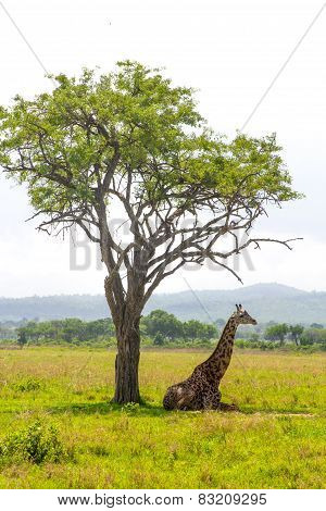 Giraffe Lays Under The Tree In Savanna