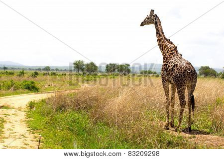 Giraffe Goes Near The Road In African Savanna