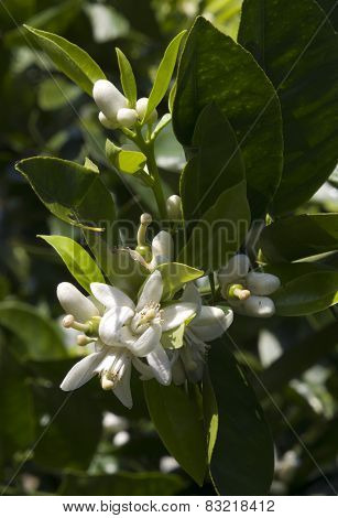 Orange Blossom