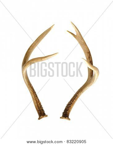 Blacktailed or Mule Deer (odocoilus hemionus) antlers isolated on white