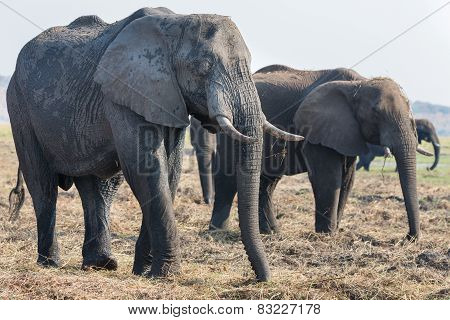 Elephants feeding in Chobe national Park, Botswanna