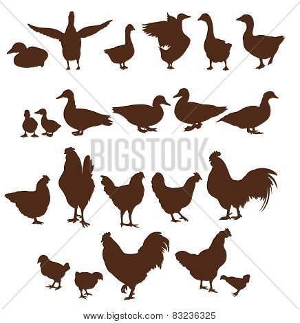 farm animals