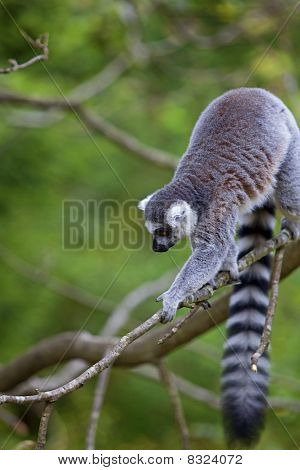 Lemur