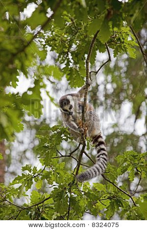 Lemur
