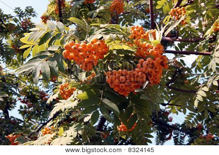Sorbus aucuparia
