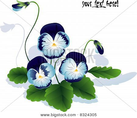 Bouquet von Sommer Blume. Stiefmütterchen mit Blättern und Bud.