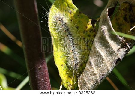 Fall Webworm Moth Caterpillar