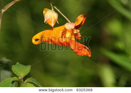 Orange Jewelweed blomst Touch-me-not
